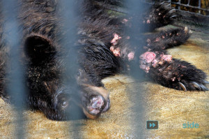 The Surabaya Zoo: The Zoo of Death. Please Raise Awareness To Help Put ...