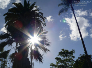 palm-trees-sunshine.jpg