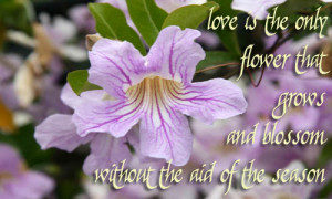 Love is the only flower that grows and blossom- Flower Quotes.