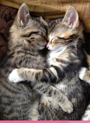 Kitten Hugs!
