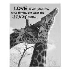 Sweet Giraffe Poster LOVE is what your heart feels