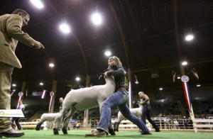 Jenna Frink shows Unfinished Business at National Western Stock Show