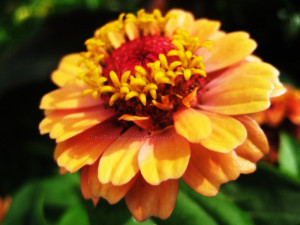 ... this Seed Happiness Shared The Flower John Harrigan Happygumbo picture