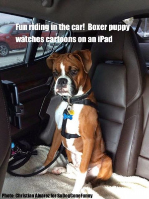 So DogGone Funny!: 16634 - Boxer Puppy in Car Watching Cartoons on an ...