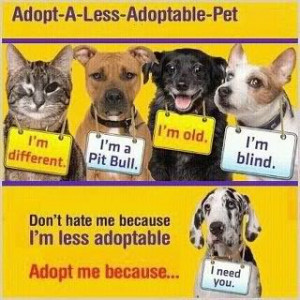 Adopt A Homeless Pet!!