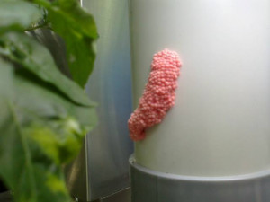 Life Quotes from Snail Eggs