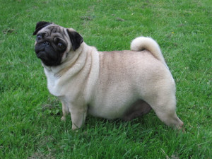 Re: My Pug Girl due to whelp anyday =)