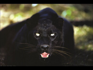 Black Panther Close Up