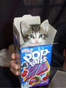Funny cat picture, sticking out of the pop tarts box.
