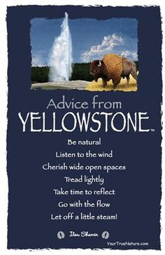 ... from Yellowstone - Yellowstone National Park - Frameable Art Postcard