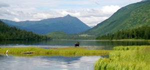 alaska moose in the woodlands