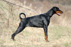 Dobermans are one of my top five favorite breeds.