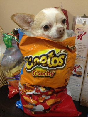 funny-picture-dog-Cheetos-bag-little