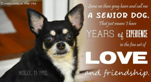 senior dogs quotes displaying 18 gallery images for senior dogs quotes