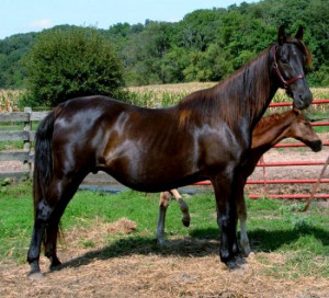 hors pictures horses saddlebred horses pictures saddlebred horses
