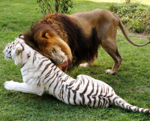 Lion Cameron and white tiger Zabu play together at the Big Cat Rescue ...