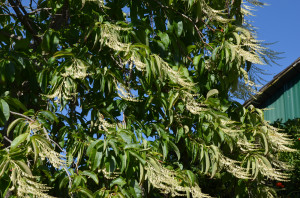 What Grows There Cardinal