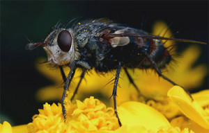 Jean Henri Fabre Biography http://www.efabre.net/chapter-v-heredity