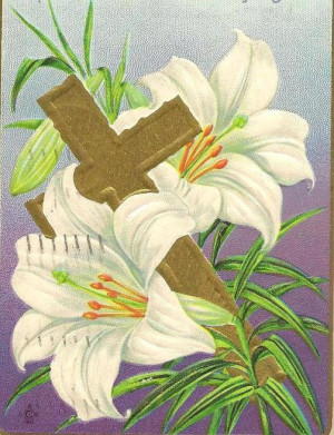 Pure White Easter Lilies