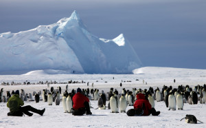 Urdumaza Photos And Wallpapers Emperor Penguins Antarctica