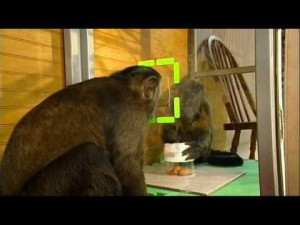 Monkeys Use Teamwork To Beat The System