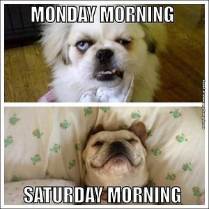 funny-pictures-monday-morning-vs-saturday-morning