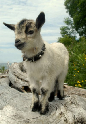 ... pet pets spike goat goats baby goat pickles spiked collar Nigerian