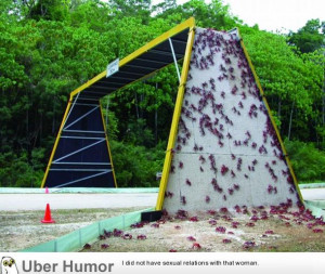 bridge made for local crab population | Funny Pictures, Quotes, Pics ...