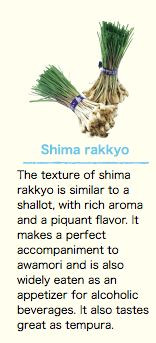 Shima Rakkyo (Leek/ shallot)