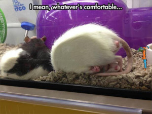 Animal Memes – Uncomfortable rat sleeping