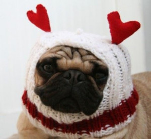 cute pug with funny hat cute pug with funny hat