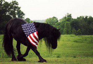 veterans horse by blackhorsephotography
