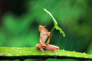 Related Searches : Amazing Frog click ,funny frog pictures, cute frog ...