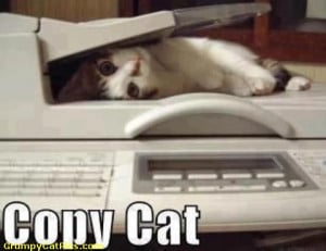 ... .com/pics/16/Copy-Kitten-Kitty—Trying-Hard-Copy-Cat-Quotes.jpg