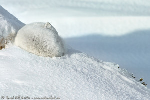Arctic Fox Camouflaged The Snow