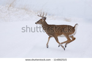 -photo-white-tailed-buck-deer-running-in-winter-snow-whitetail-deer ...