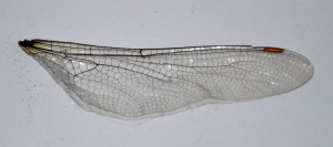 Dragonfly Wing Stock...