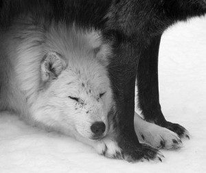 Gift - wolves Photo