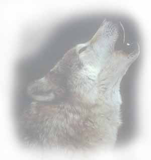 One evening an old Cherokee told his grandson