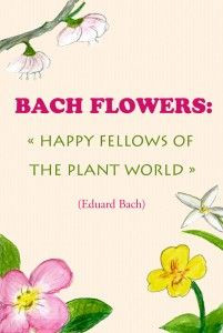bach flowers are the happy fellows of the plant world dr edward bach ...
