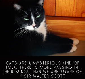 Funny & Famous Quotes about Cats (2)