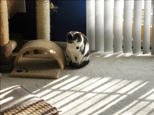 Wedding Crashers Todd From the wedding crashers)