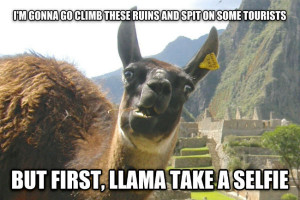 But first, Llama take a selfie