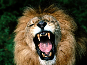African Lion Roaring