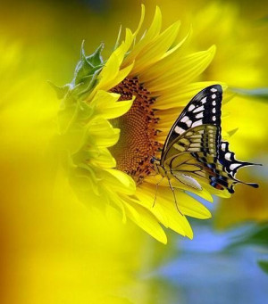 ... Quotes, Yellow, Flower Fields, Nature Beautiful, Butterflies Kisses