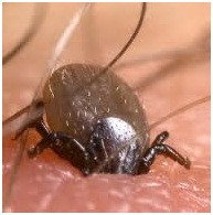 many people mistakenly think of ticks as being insects but they ...