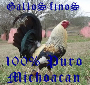 puro michoacan