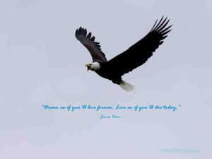 Wallpaper Quotes~~~~~ 115 - Bald Eagle Flying