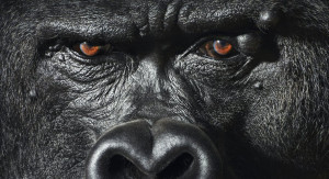 These incredibly human-like gorilla eyes are mesmerizing.