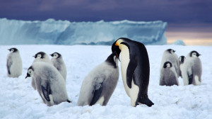 Descargar Pareja de pingüinos HD naturaleza gris azul animales ...